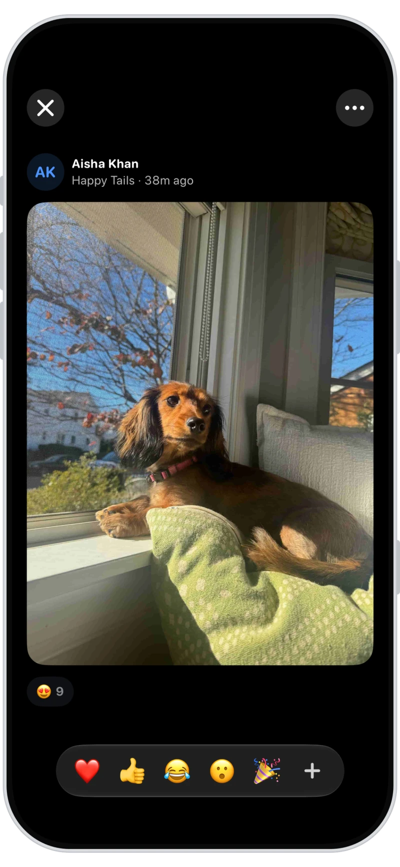 A sitter's daily check-in photo of a dog in Walkies Pack, with emoji reactions
